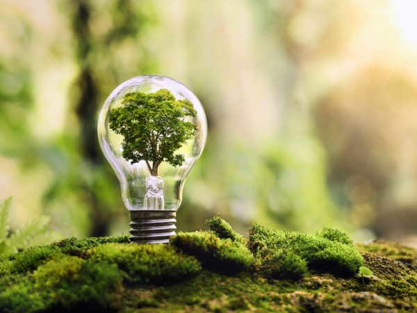 tree growing on light bulb with sunshine in nature. saving energy and eco concept
